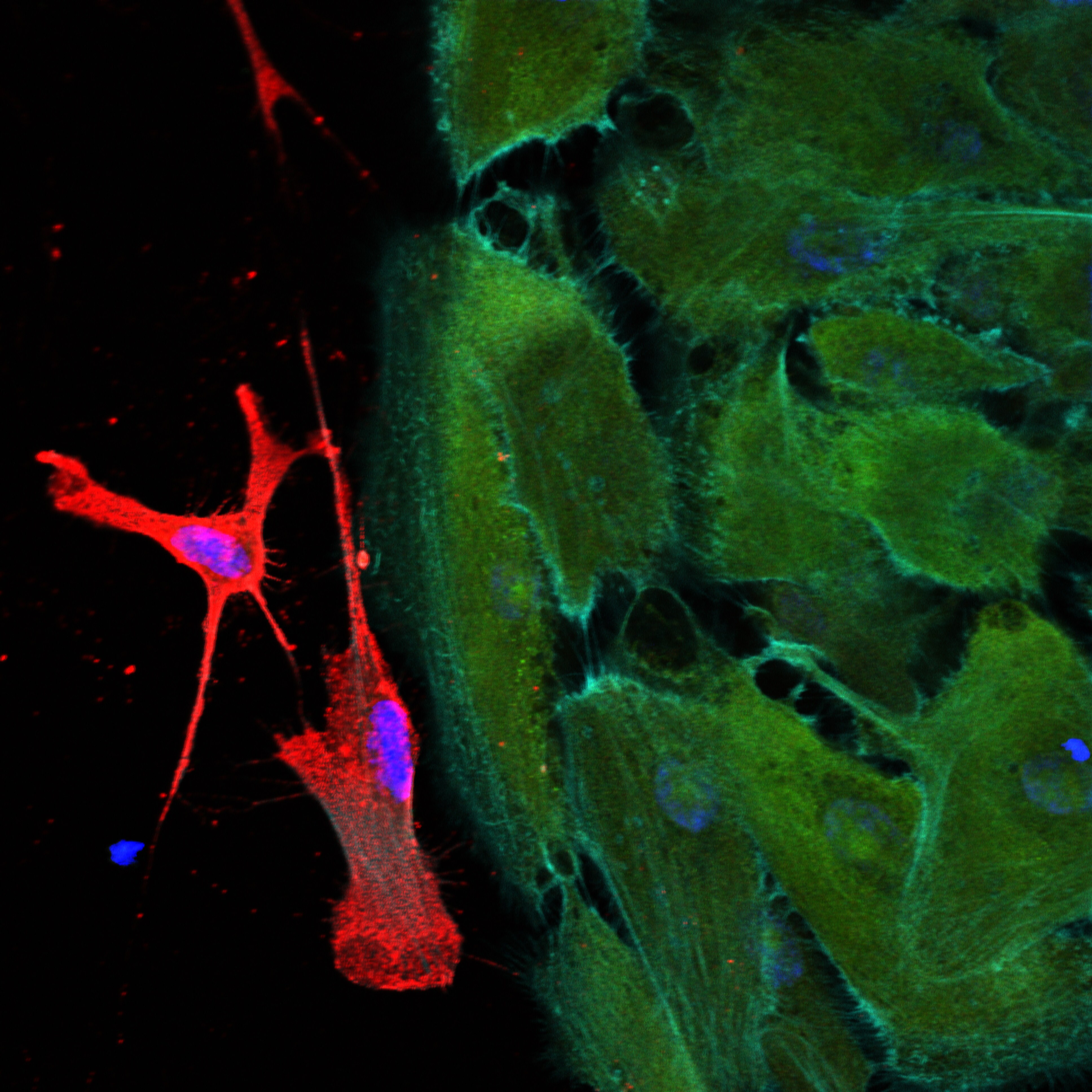 CD90/Thy1 Antibody (7E1B11) - BSA Free NBP2-37330