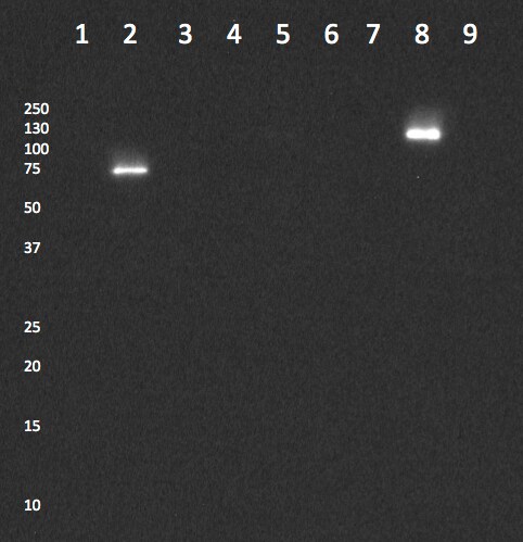 ALCAM/CD166 Antibody (4H9A5) - BSA Free NBP2-37345