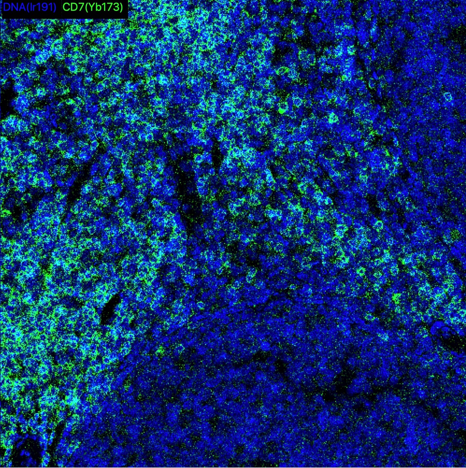 CD7 Antibody (5B10E3) - BSA Free NBP2-37368