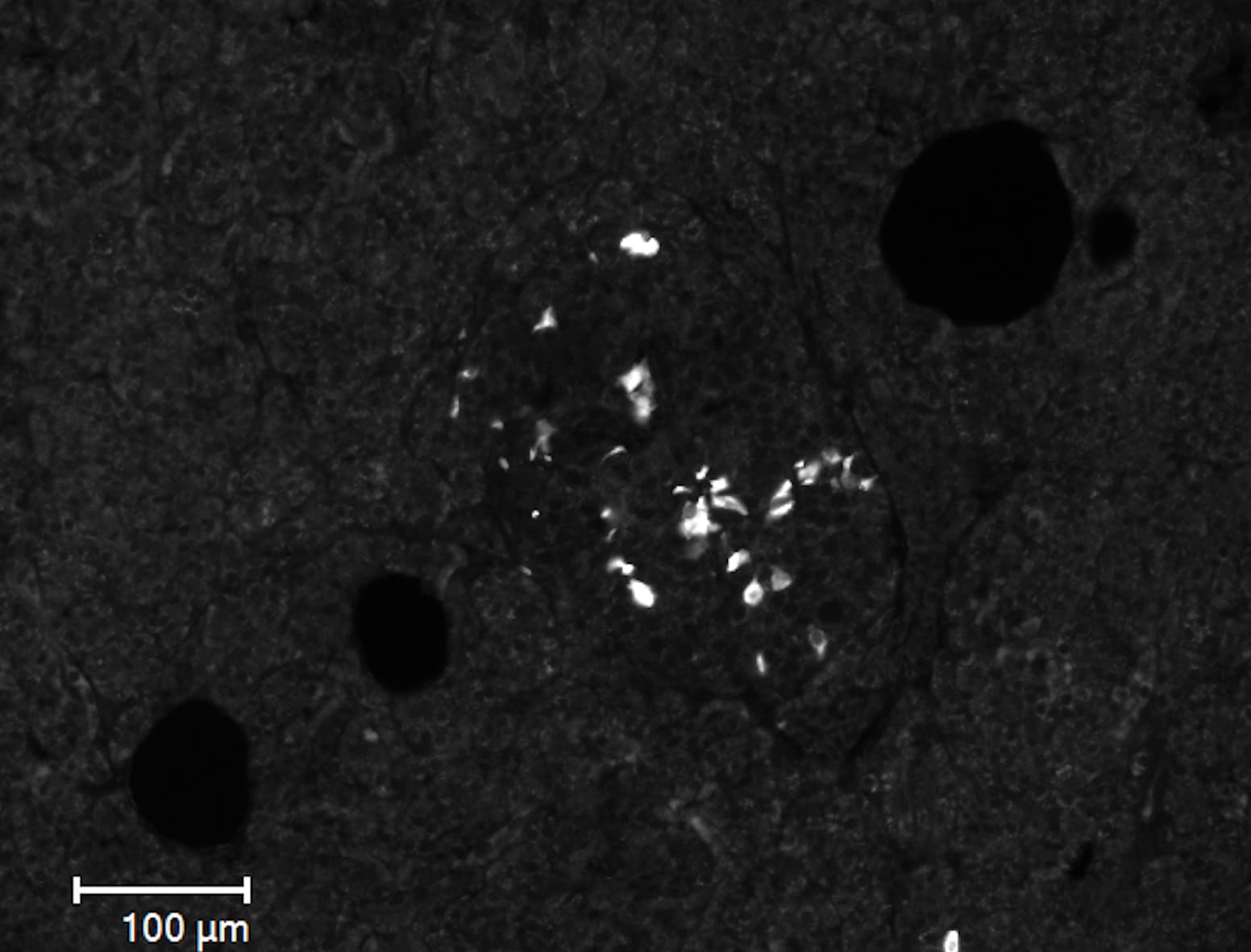 Somatostatin Antibody (7G5) - BSA Free NBP2-37447