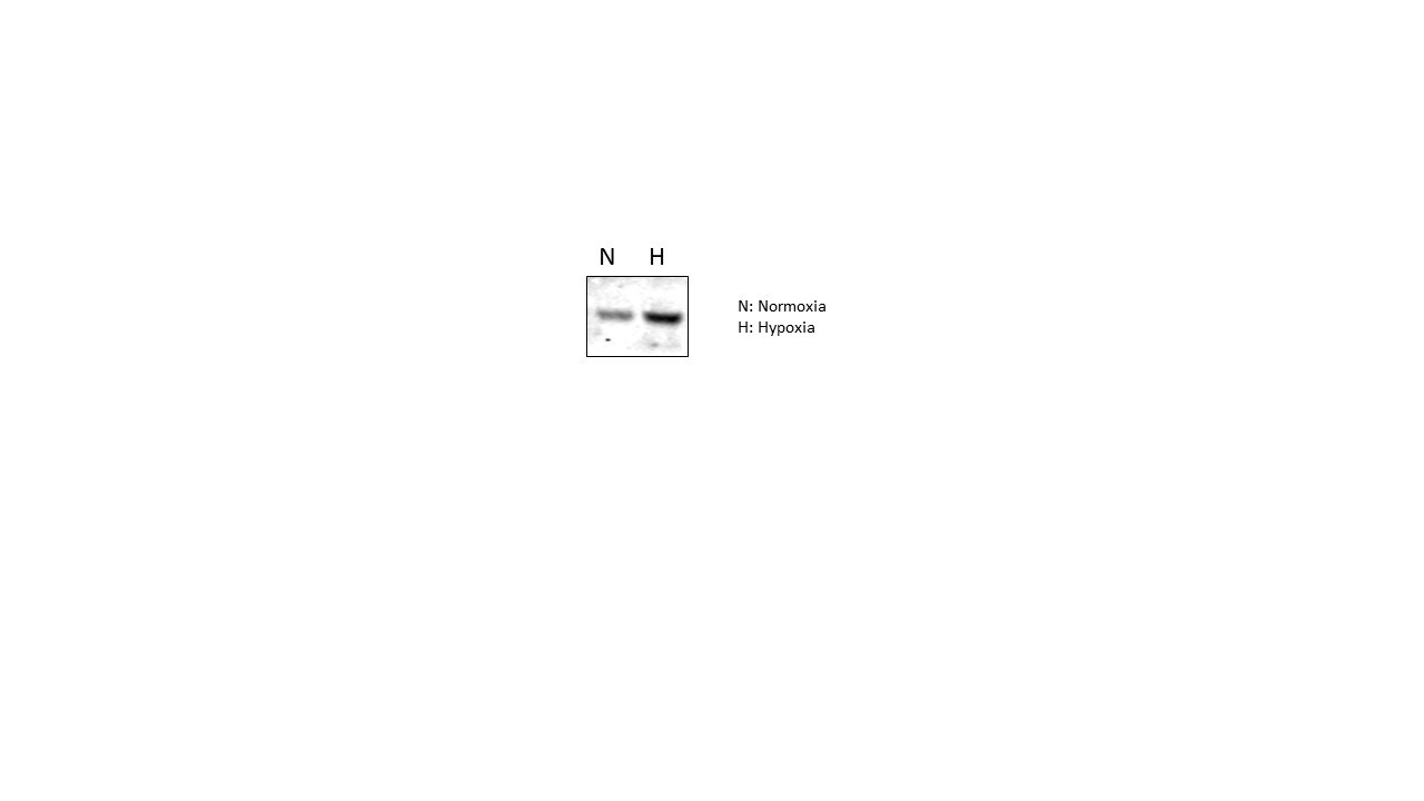 CBL Antibody (3B12) NBP2-37574