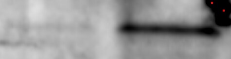 IRAK4 Antibody (2H9) NBP2-37575