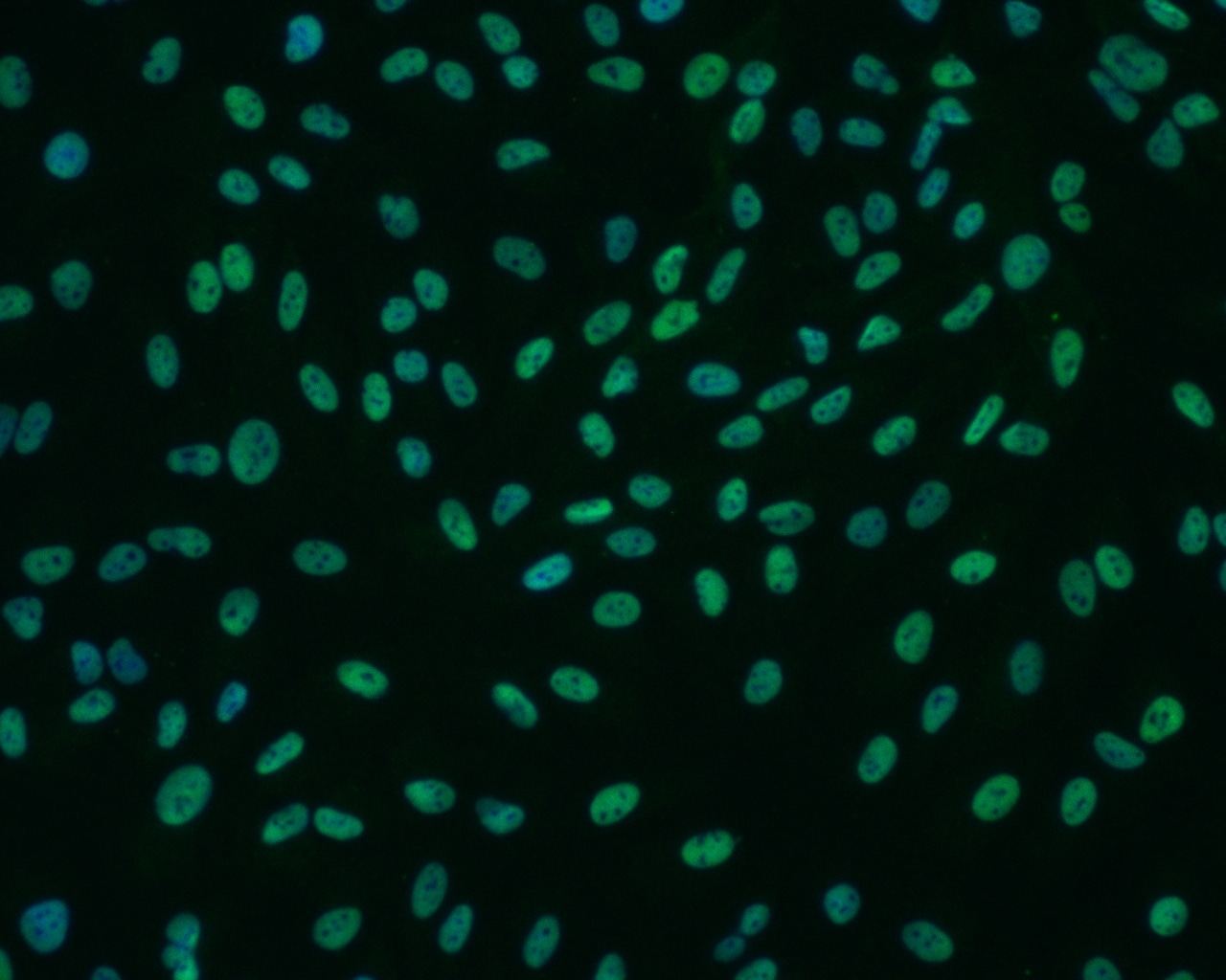 Otx2 Antibody (1H12C4B5) NBP2-37597