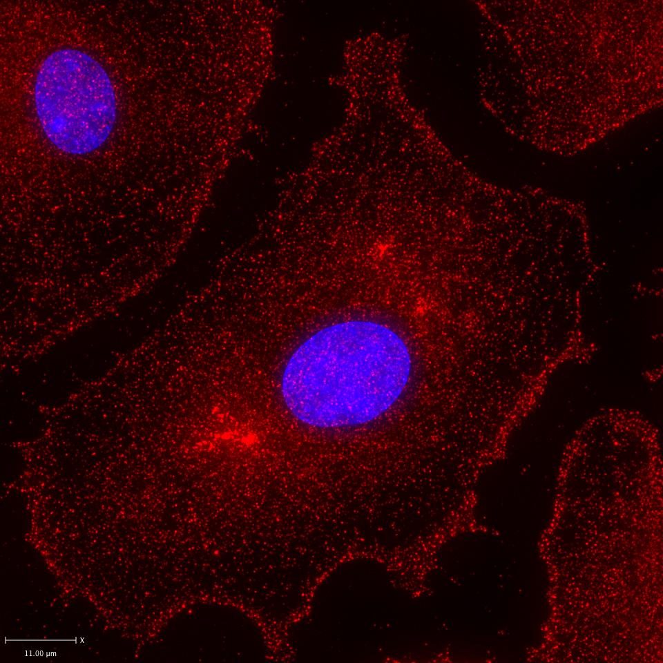 Siglec-1/CD169 Antibody (7-239) - BSA Free NBP2-37729
