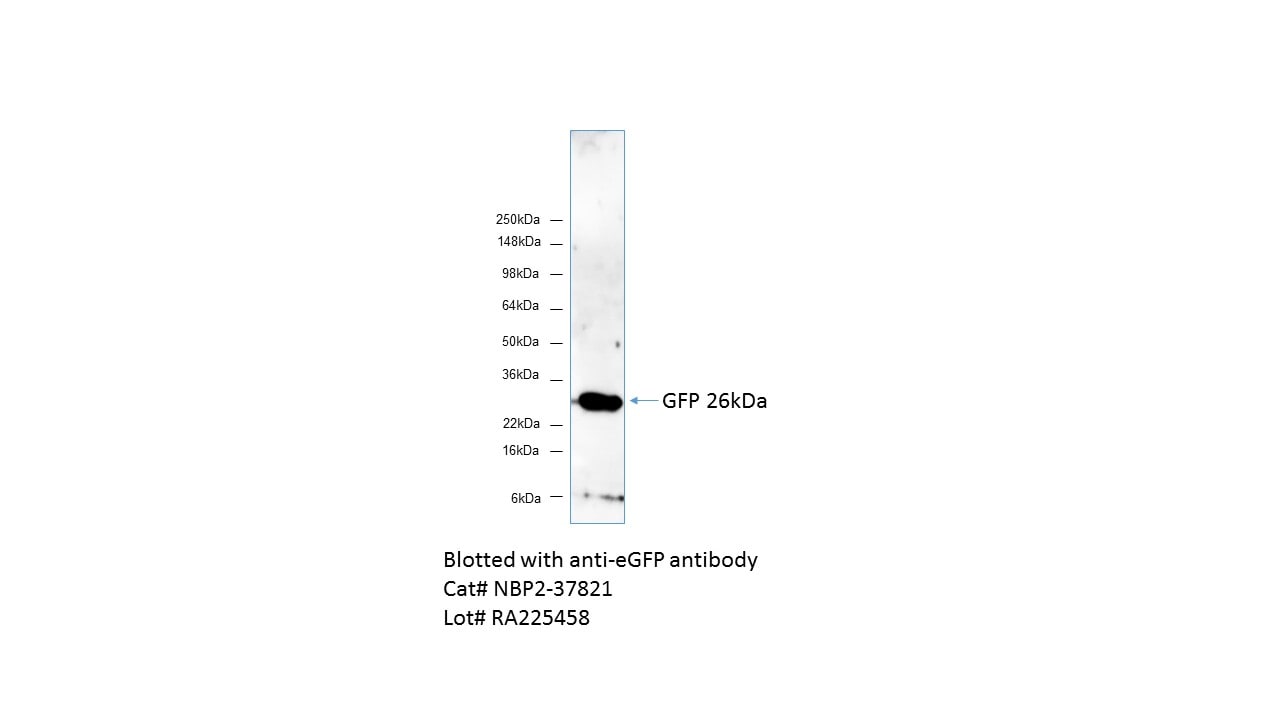 GFP Antibody - Azide and BSA Free NBP2-37821