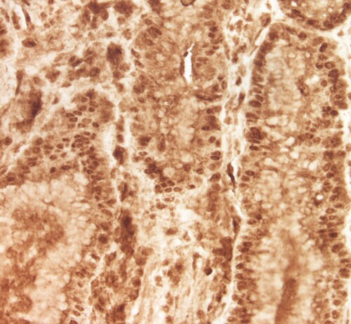 VGLL4 Antibody - BSA Free NBP2-38421