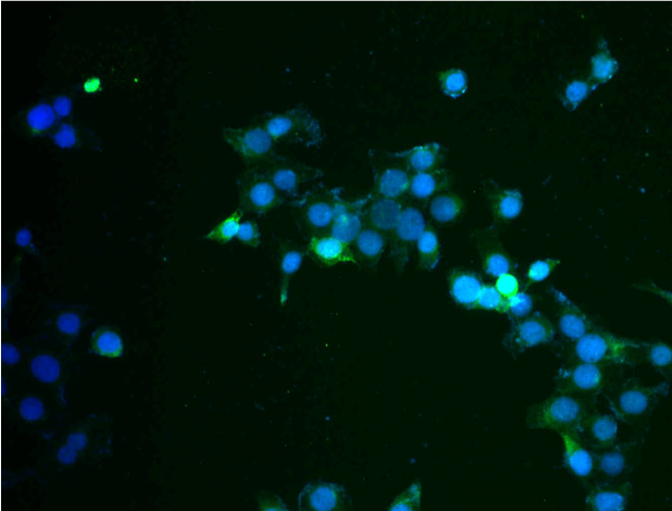 Cytokeratin 17 Antibody - BSA Free NBP2-38536