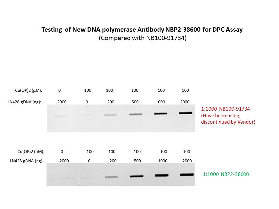 DNA Polymerase beta Antibody - BSA Free NBP2-38600