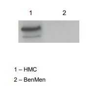 sFRP-4 Antibody - BSA Free NBP2-38632