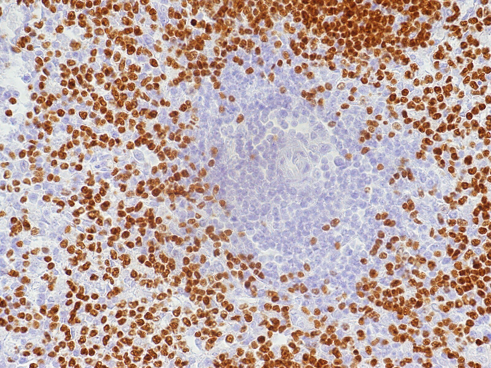 Pax5/BSAP Antibody - BSA Free NBP2-38790