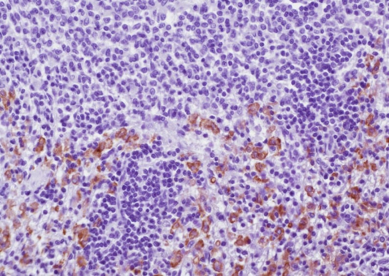 CD163 Antibody (ED2) - BSA Free NBP2-39099