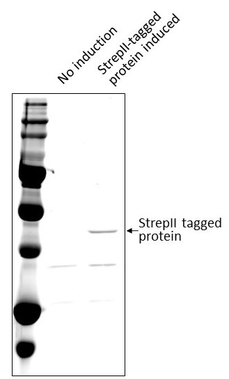 Strep II Tag Antibody - BSA Free NBP2-41076