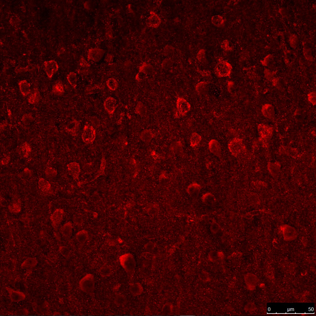 NLRC3 Antibody - BSA Free NBP2-41123
