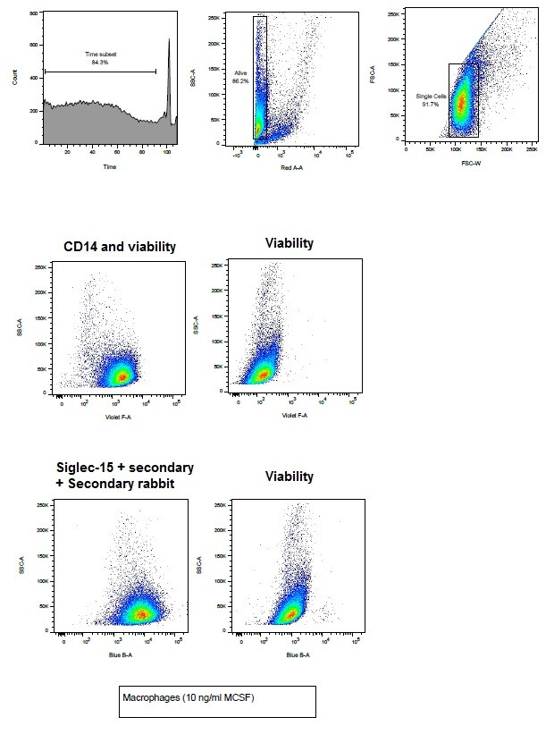 Siglec-15 Antibody - BSA Free NBP2-41162