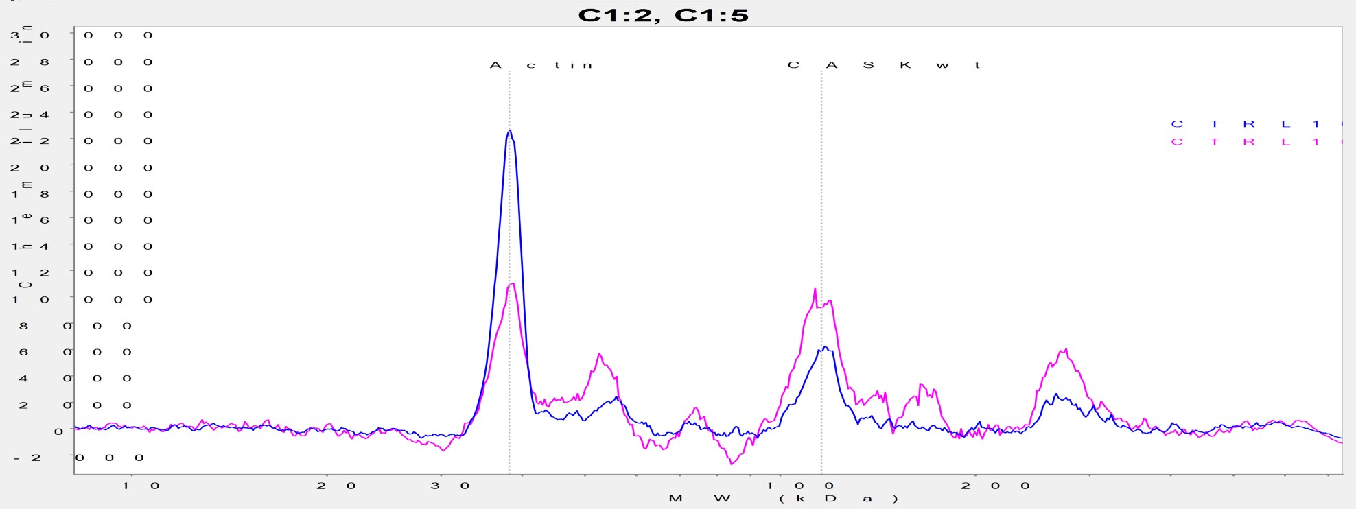 CASK Antibody - BSA Free NBP2-41181