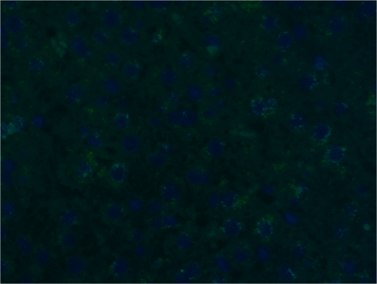 IL-28B/IFN-lambda 3 Antibody - BSA Free NBP2-41236