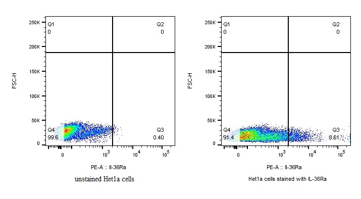 IL-36Ra/IL-1F5 Antibody [PE] NBP2-41241PE