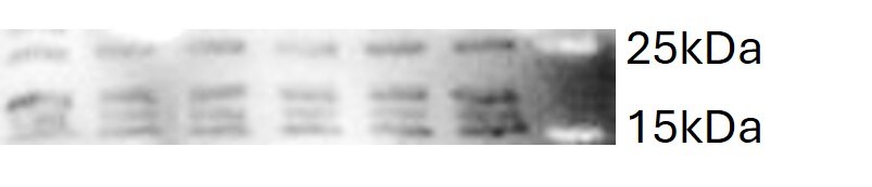 IL-22 Antibody - BSA Free NBP2-41245