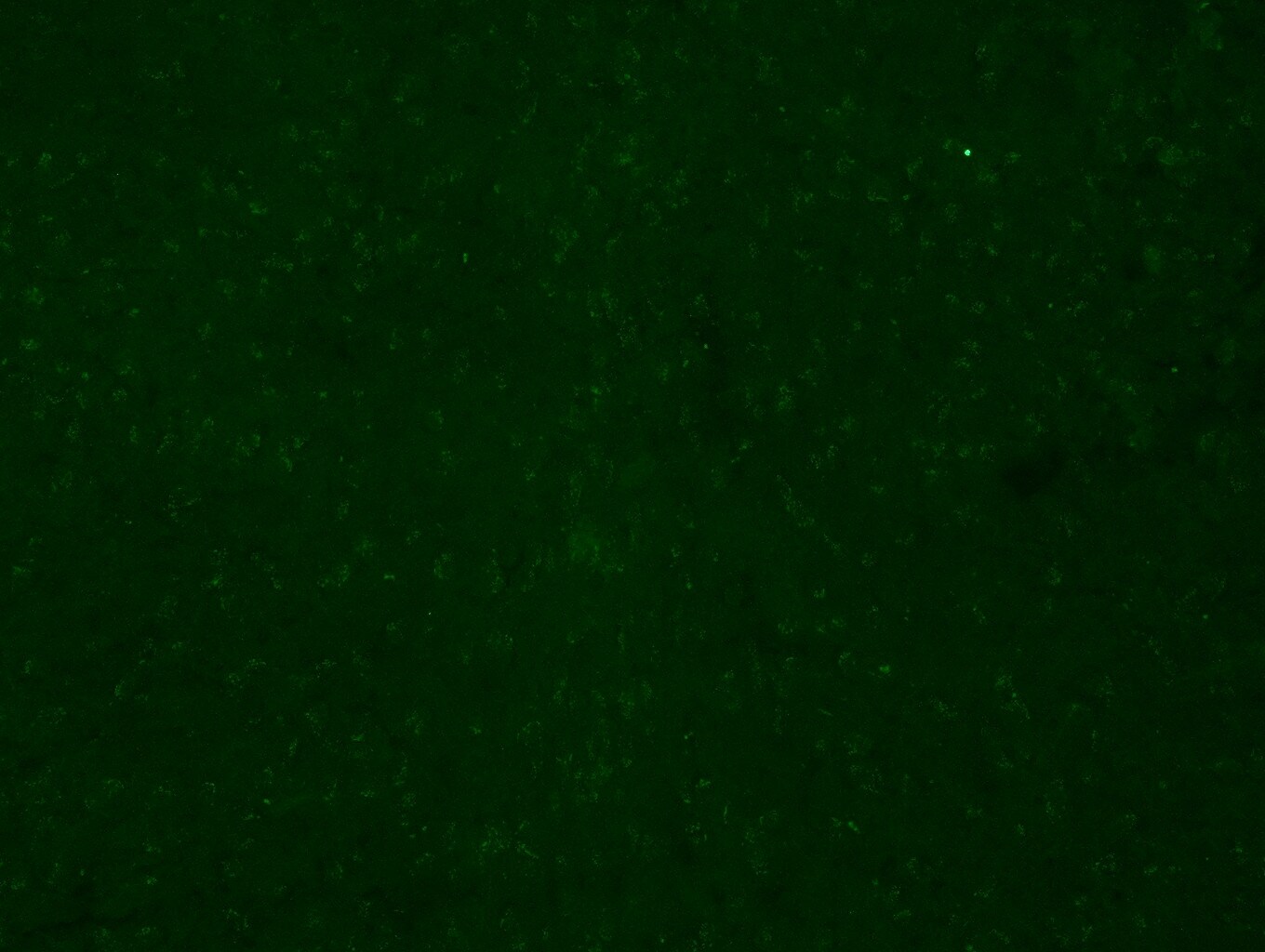 CYBB/NOX2 Antibody - BSA Free NBP2-41291
