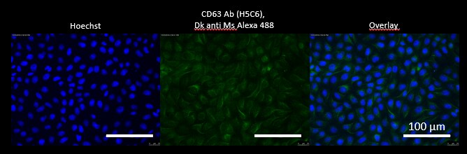 CD63 Antibody (H5C6) - BSA Free NBP2-42225