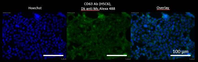 CD63 Antibody (H5C6) - BSA Free NBP2-42225