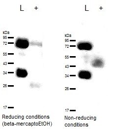 CD63 Antibody (H5C6) - BSA Free NBP2-42225