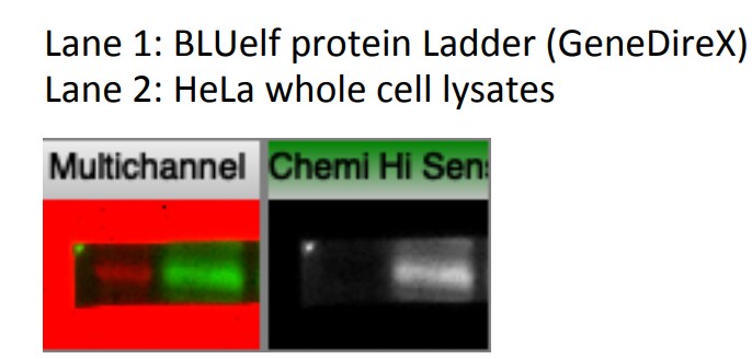 CD63 Antibody (H5C6) - BSA Free NBP2-42225