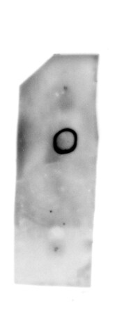 CD63 Antibody (H5C6) - BSA Free NBP2-42225