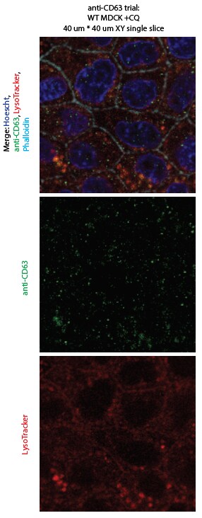 CD63 Antibody (H5C6) - BSA Free NBP2-42225