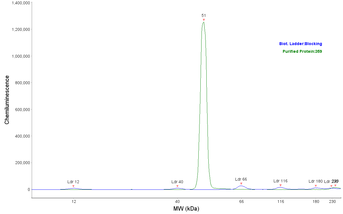 His Tag Antibody (359) - Azide and BSA Free NBP2-43536