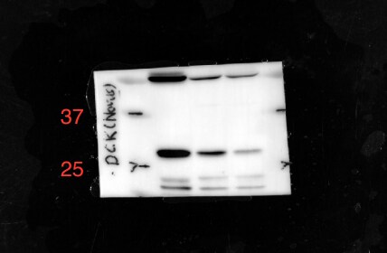 DCK Antibody (10412) - Azide and BSA Free NBP2-43639