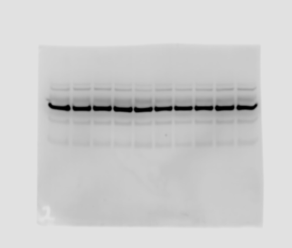 CS Citrate Synthase Antibody (1761) - Azide and BSA Free NBP2-43648
