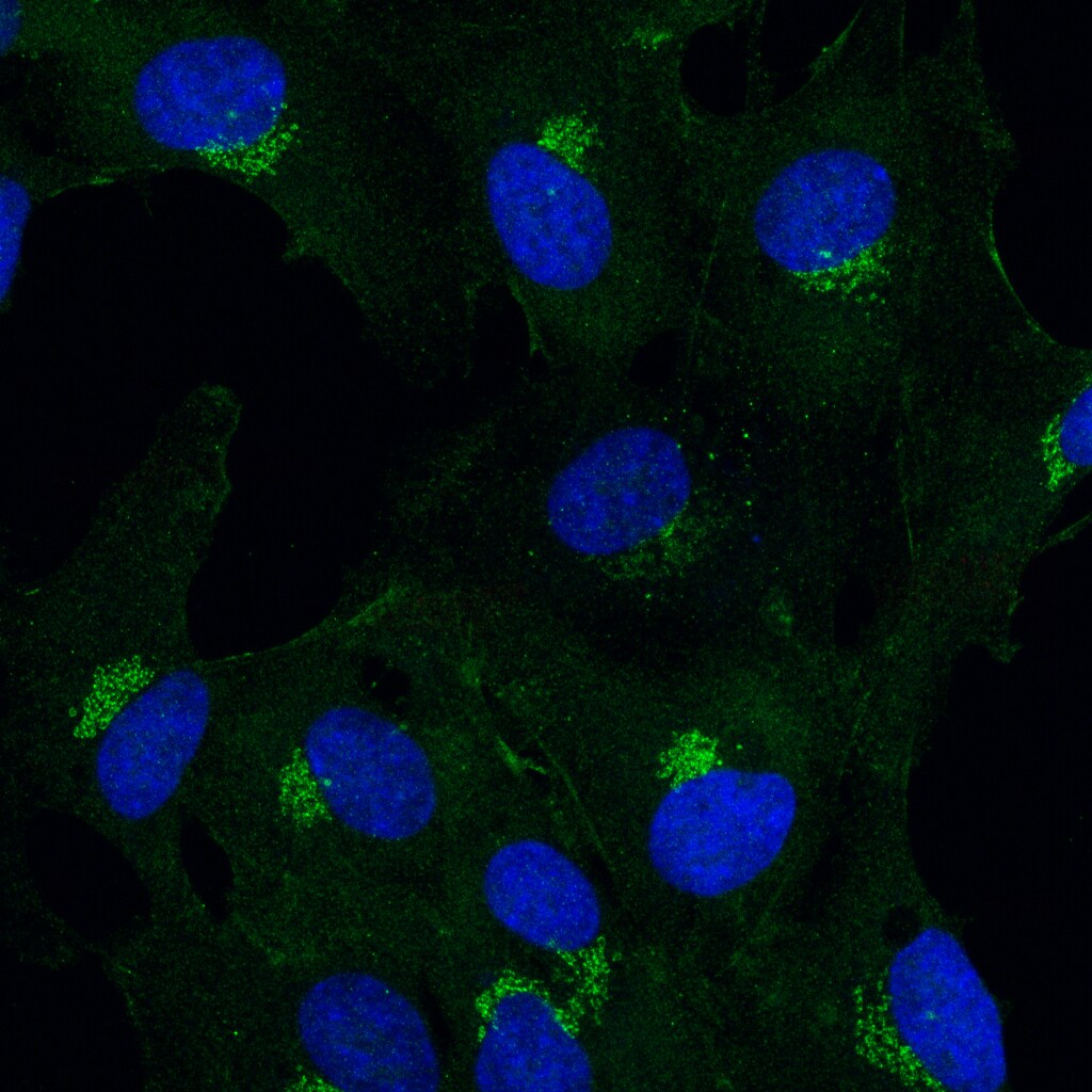 BICD2 Antibody (10811) - Azide and BSA Free NBP2-43683