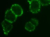 HA Tag Antibody (4810) - Azide and BSA Free NBP2-43714