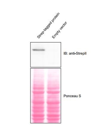 Strep II Tag Antibody (517) - Azide and BSA Free NBP2-43735