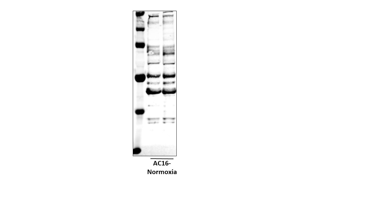 ARID5A Antibody (18112) - Azide and BSA Free NBP2-43745