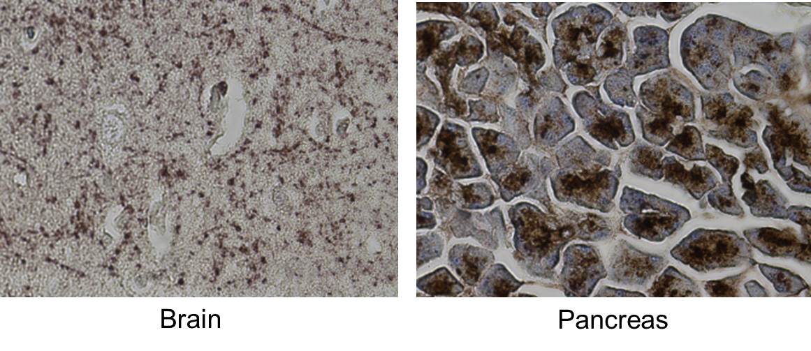 MCAM/CD146 Antibody (MUC18/1130) NBP2-44512
