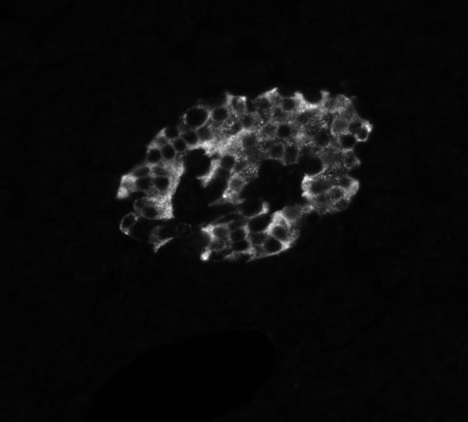Insulin Antibody (IRDN/794) NBP2-45108