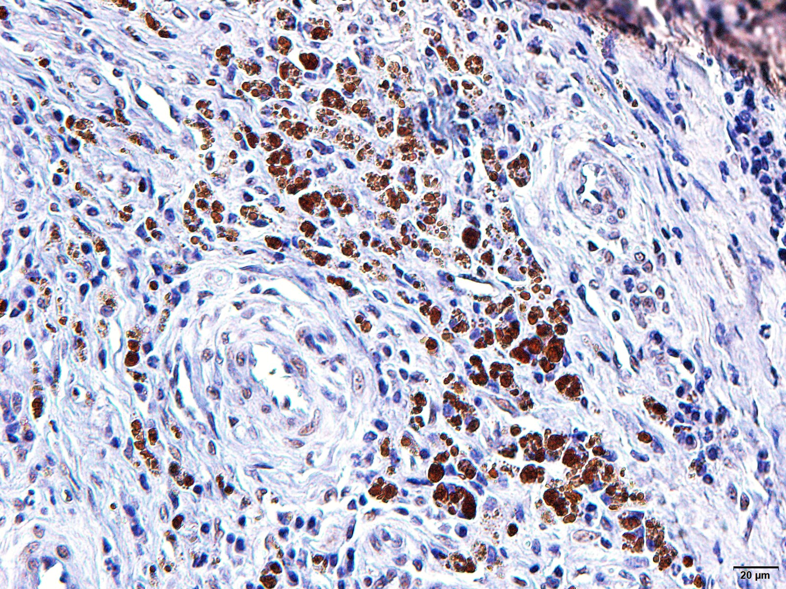 TGF-beta Antibody (1D11.16.8) - BSA Free NBP2-45137