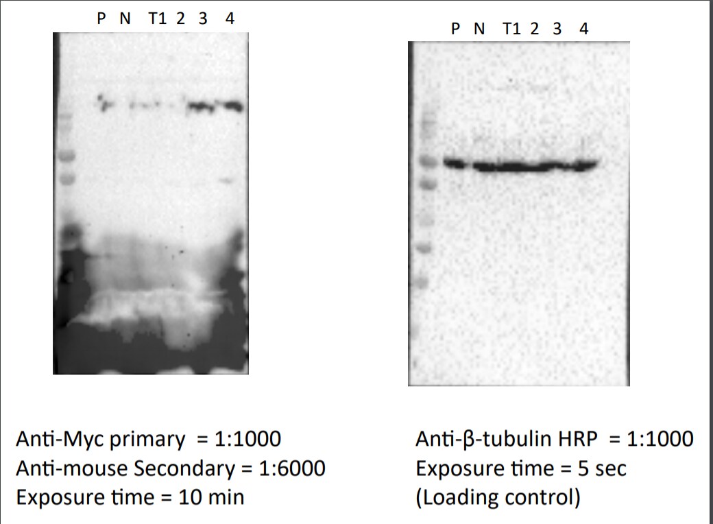 c-Myc Antibody (9E10.3) NBP2-45144
