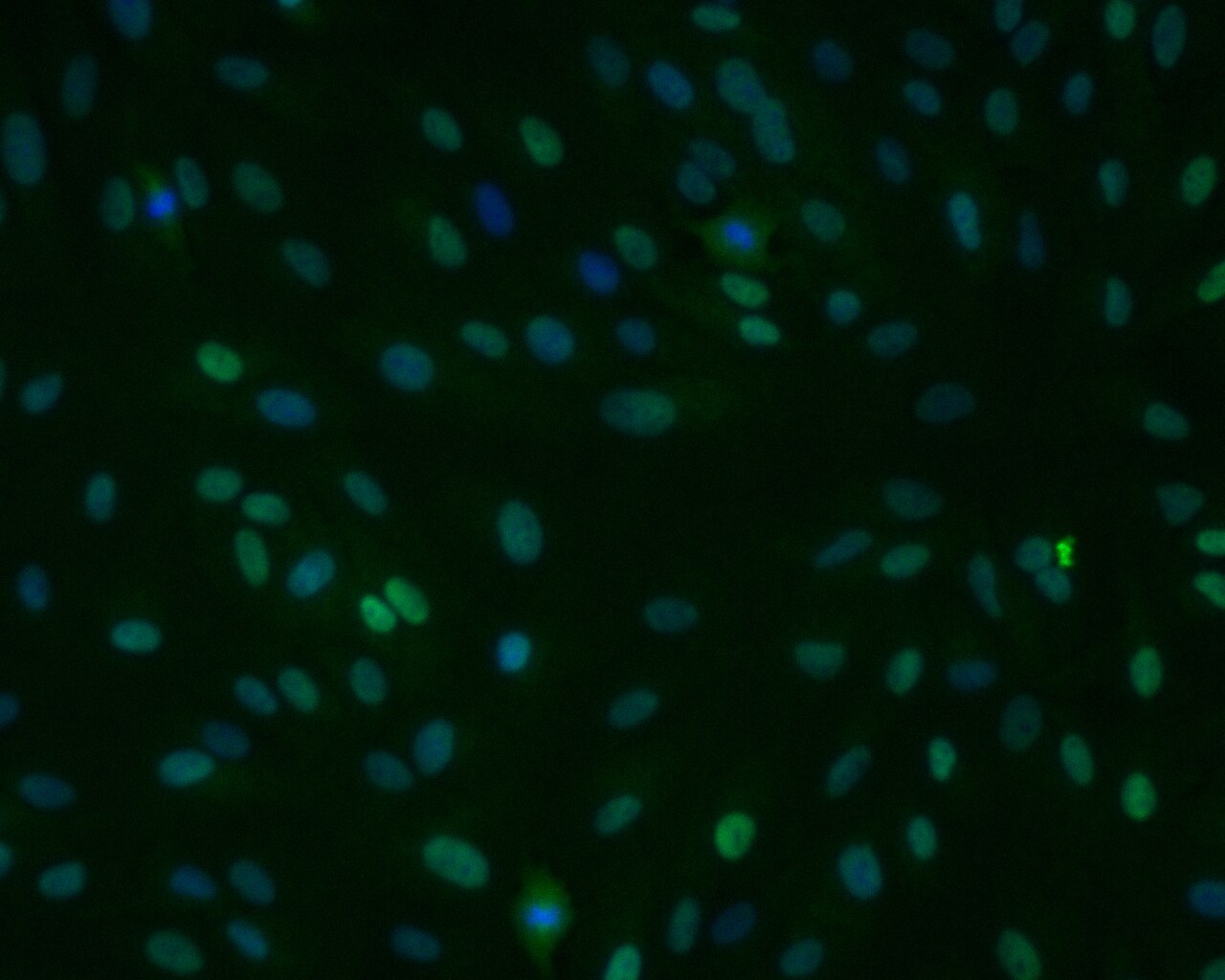 MITF Antibody (MITF/915) NBP2-45161