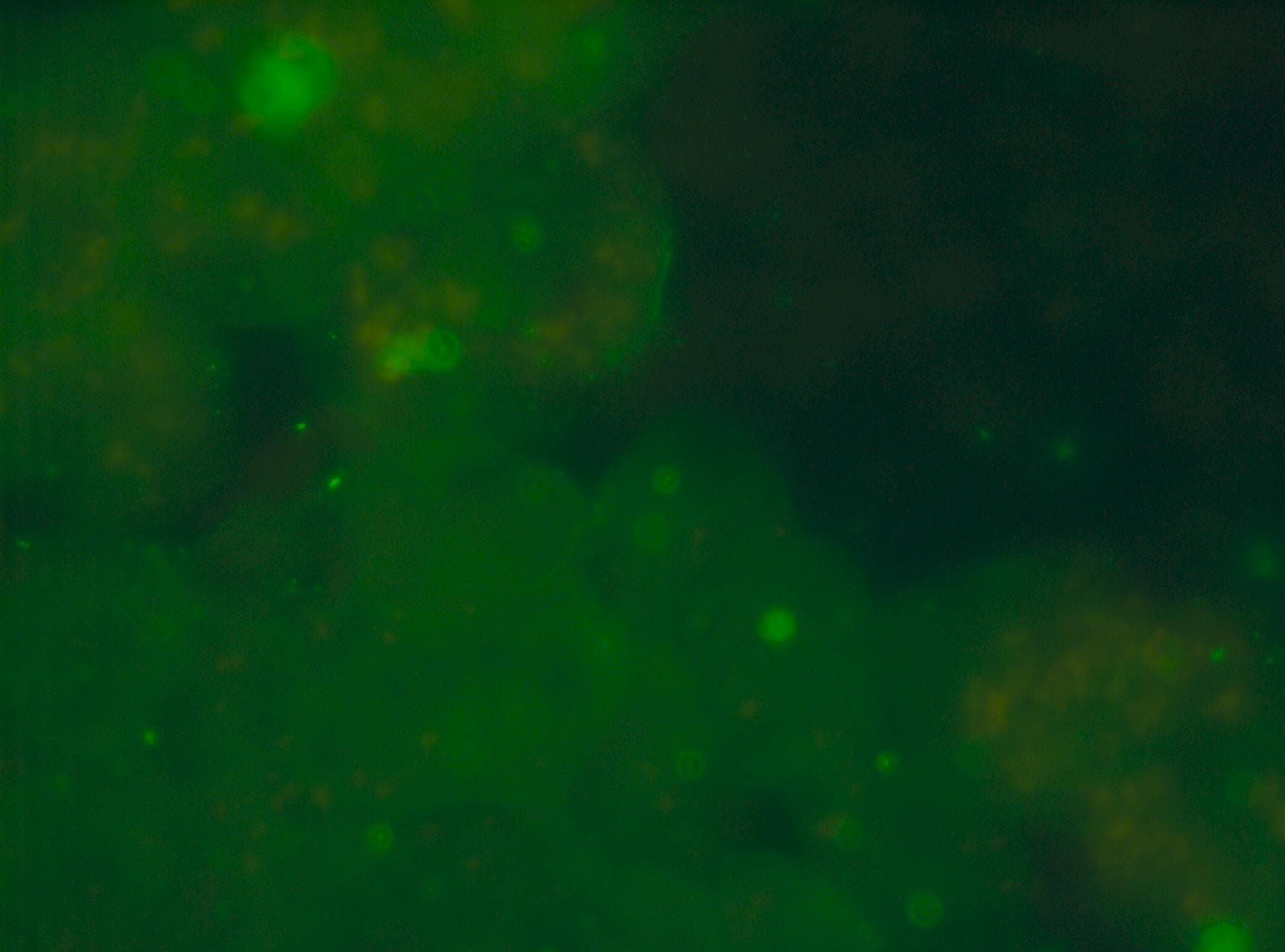 CD20 Antibody (OTI4B4) NBP2-45454