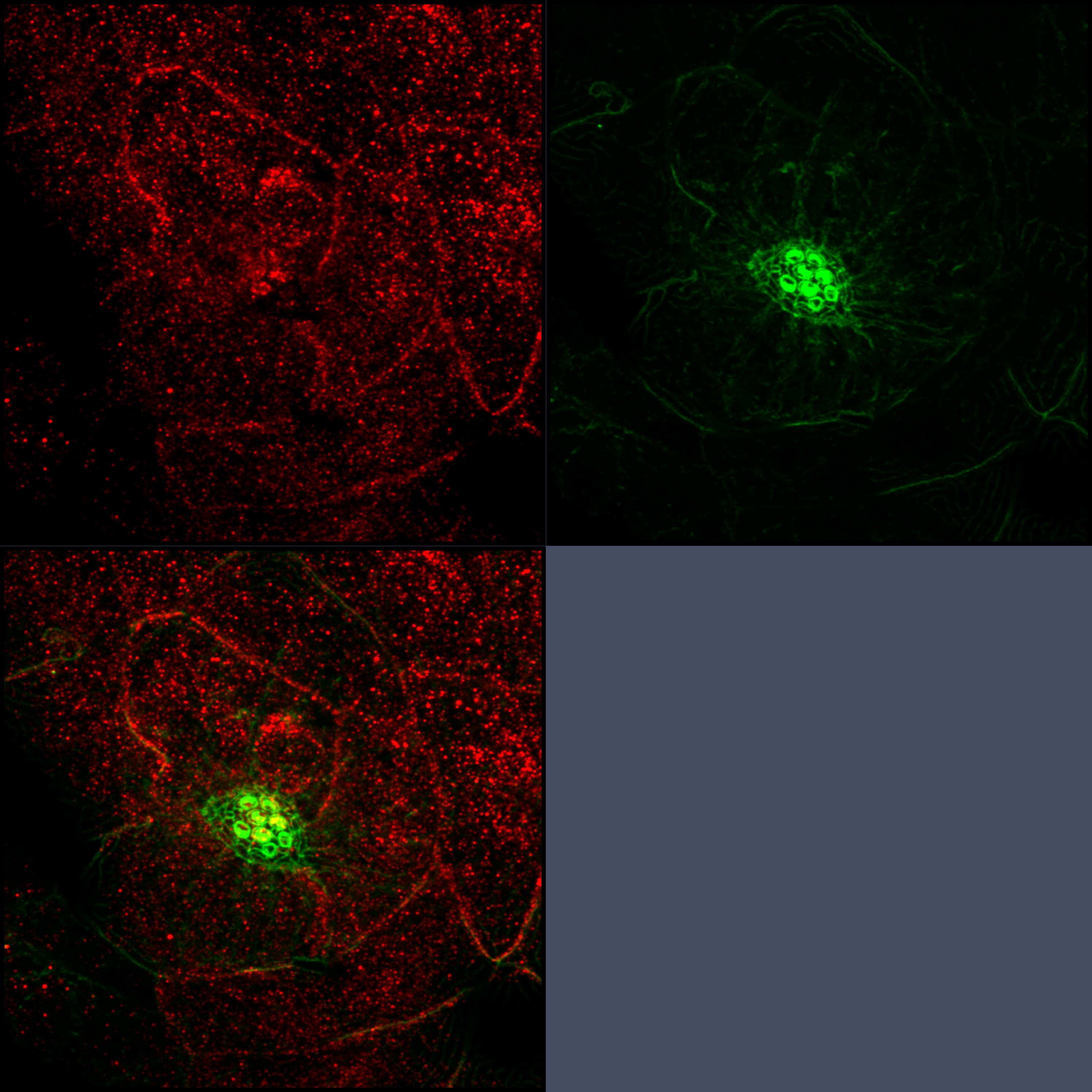 RAB3IP Antibody (OTI5F2) NBP2-45500