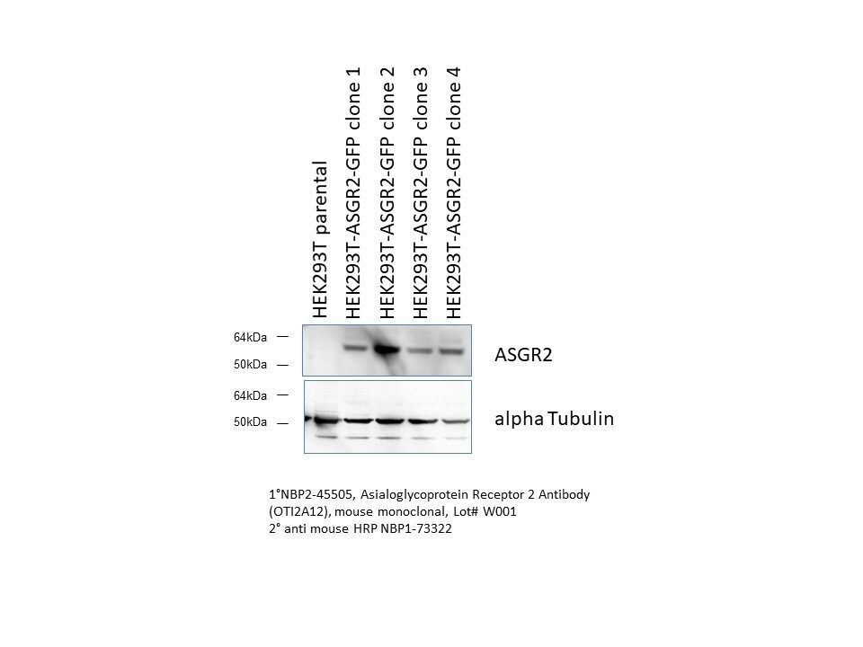 Asialoglycoprotein Receptor 2 Antibody (OTI2A12) NBP2-45505