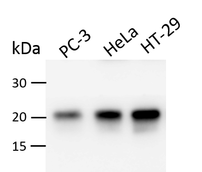 KRAS Antibody (OTI1D1) NBP2-45535
