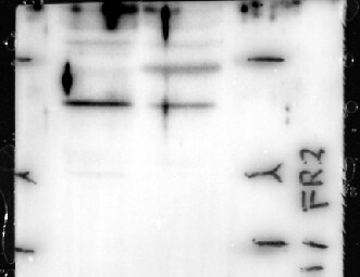 FOLR2 Antibody (OTI4G6) NBP2-45693