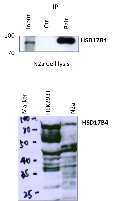 HSD17B4 Antibody (OTI4C4) NBP2-46005