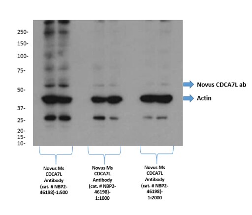 CDCA7L Antibody (OTI3B5) NBP2-46198