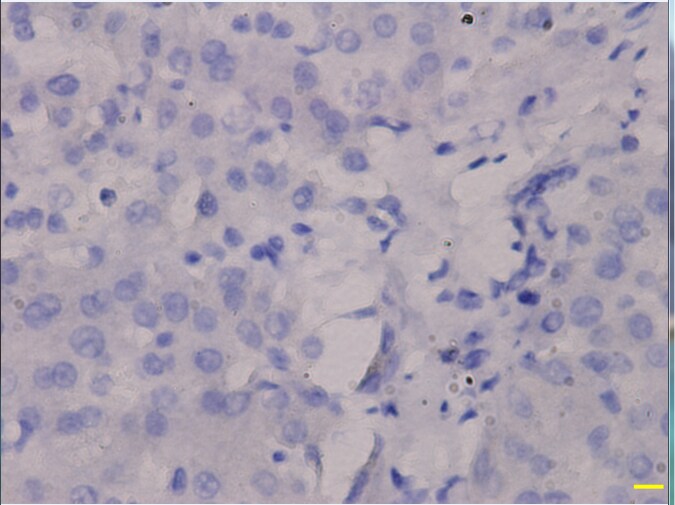 Borealin Antibody (OTI4G3) NBP2-46199
