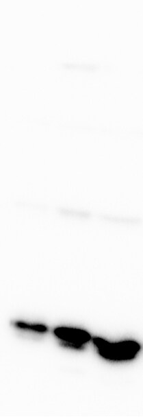 CHAC1 Antibody (OTI1E2) NBP2-46273